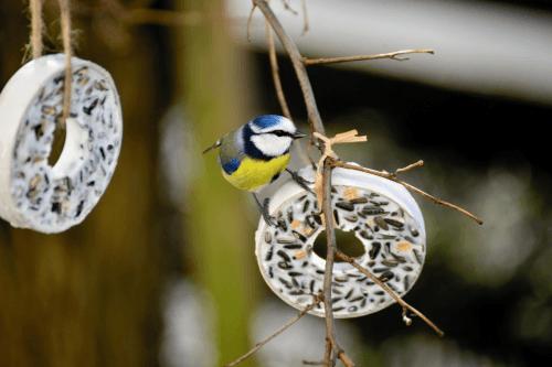 Mivel etessük télen a kertbe látogató madarakat?
